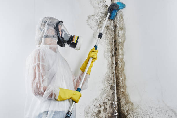 Trusted Thatcher, UT Mold Remediation Experts